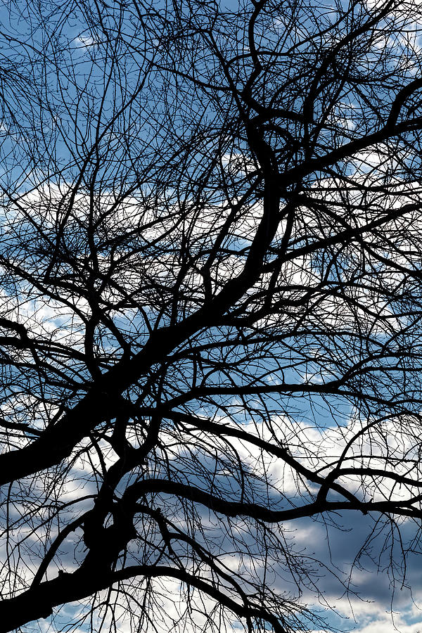 Clouds, Sky And Trees Photograph