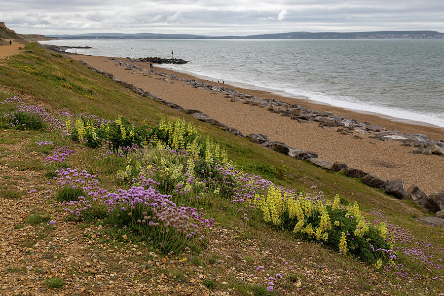 Coastal wildflowers #3 Photograph by Shirley Mitchell