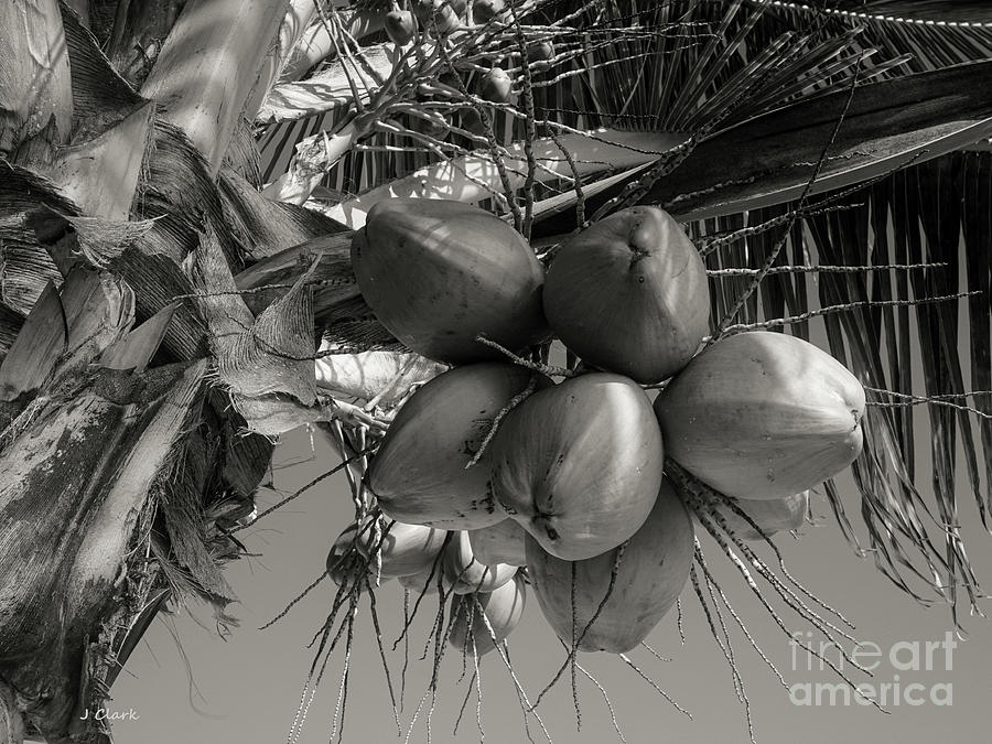 Black And White Photograph - Coconuts #3 by John Clark