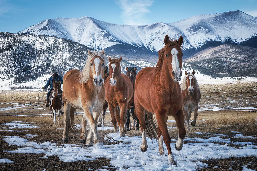 Colorado Horses #3 Photograph by David Soldano