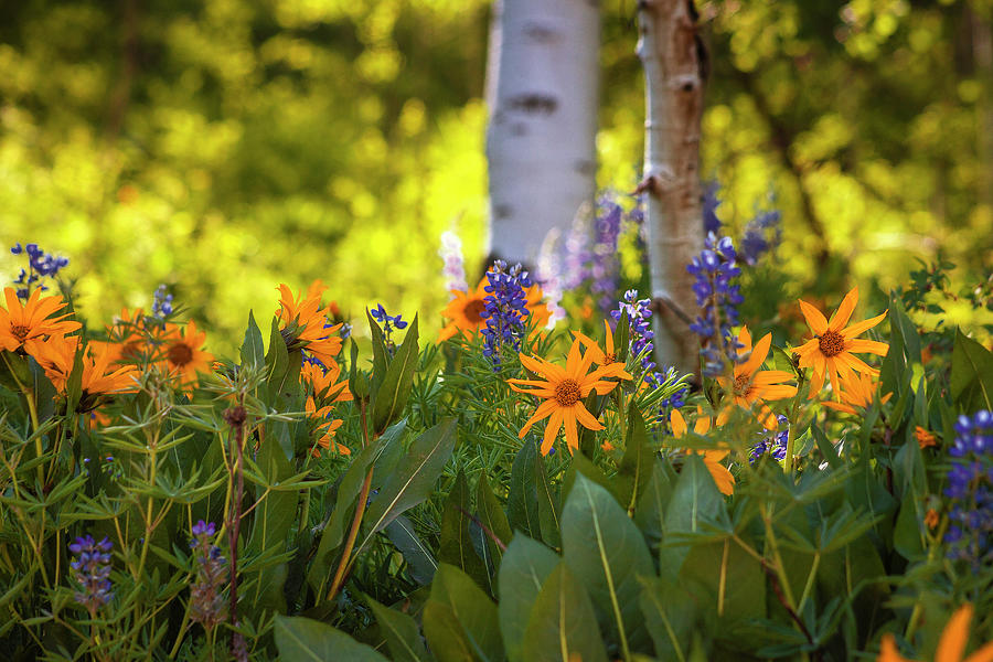 Colorado Wildflowers #3 Photograph by Andrew Soundarajan
