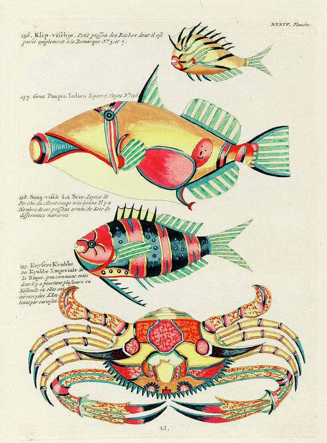 Colourful And Surreal Illustrations Of Fishes Found In Moluccas Digital Art