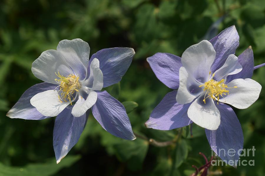 Columbine in the mountains #3 Photograph by Tonya Hance