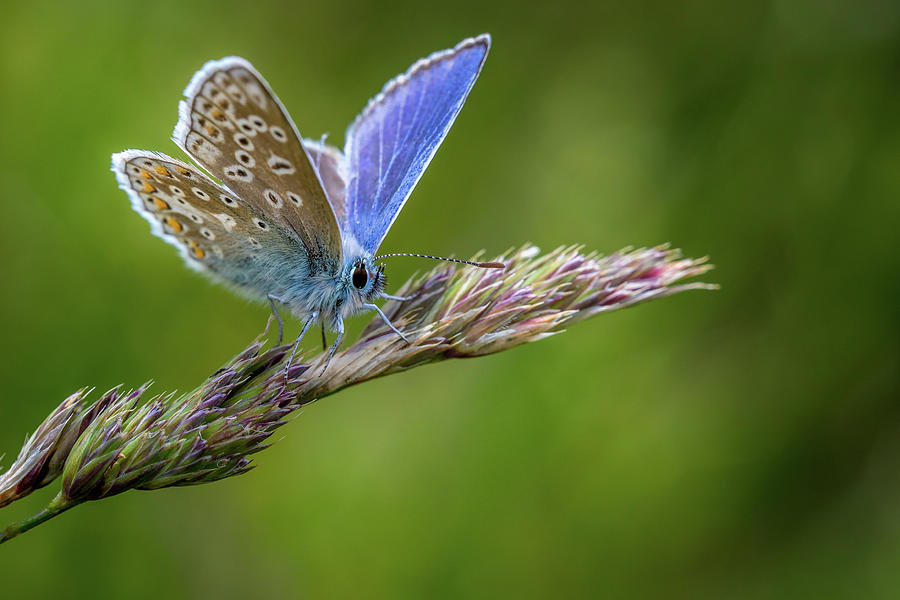 Common Blue butterfly #3 Photograph by Chris Smith