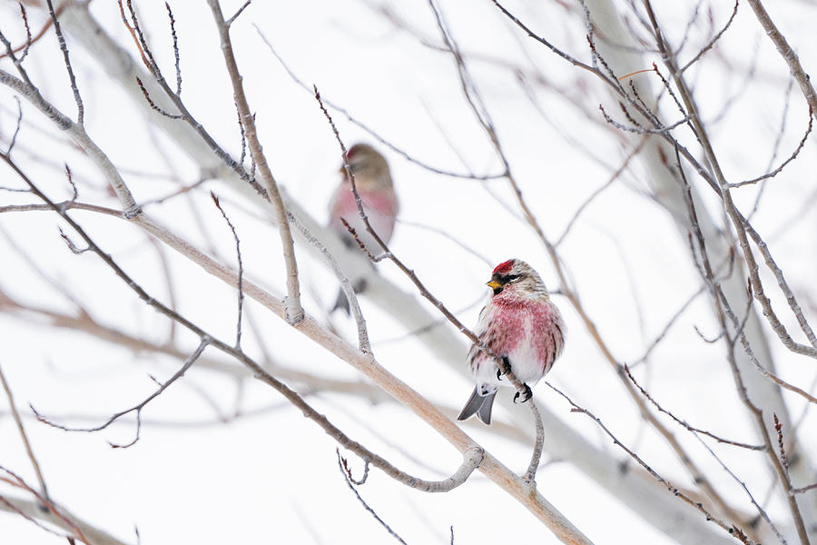 Common Red Poll  #3 Photograph by Julieta Belmont