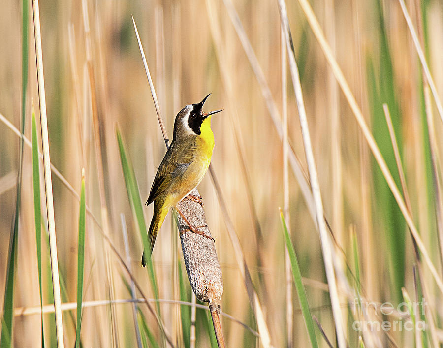 Common Yellowthroat  #3 Photograph by Dennis Hammer