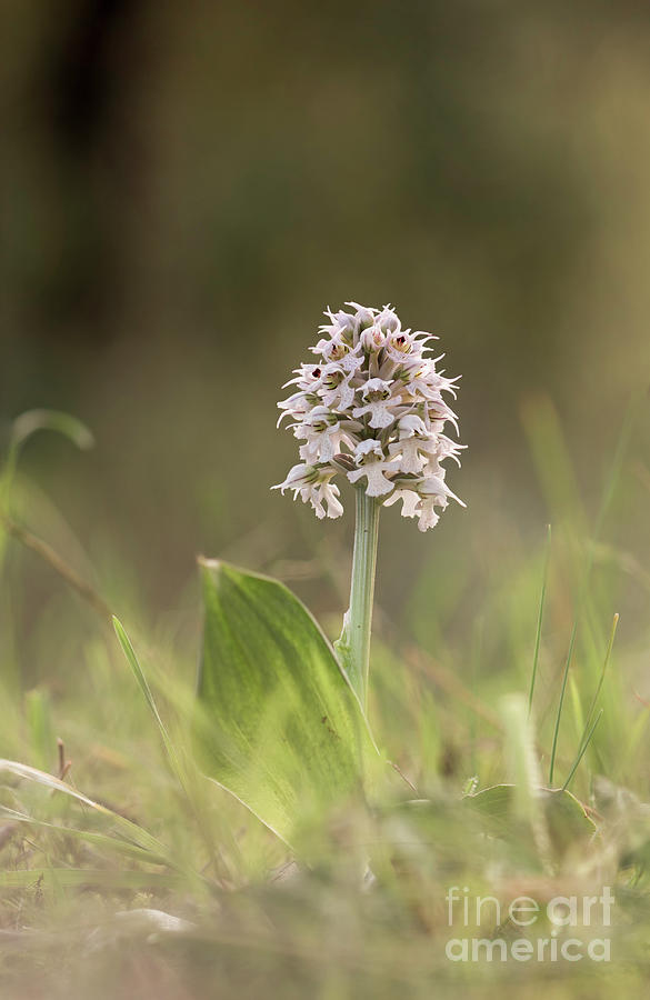 Conical orchid, Orchis conica, wild orchid in spring meadow, Andalusia, Southern Spain  #3 Photograph by Perry Van Munster