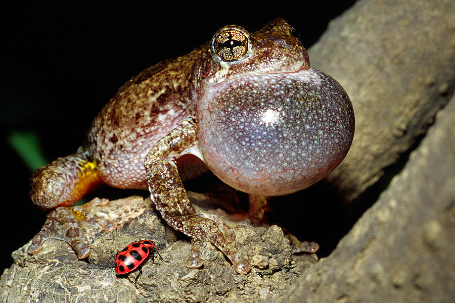 Cope's Gray Treefrog, Calling Male With American Ladybird Beetle ...