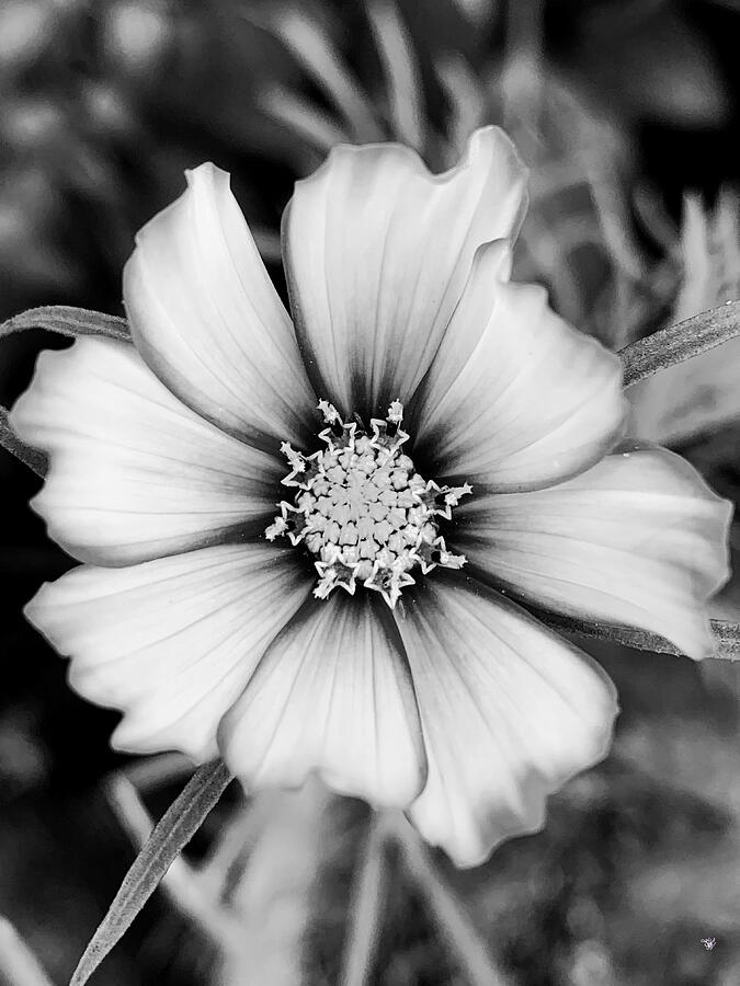 Cosmos #3 Photograph by Happy Ingenuity - Fine Art America