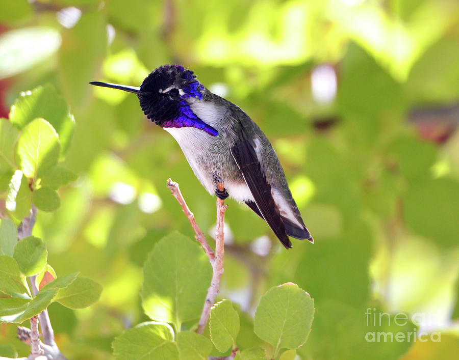 Costas Hummingbird #3 Photograph by Denise Bruchman