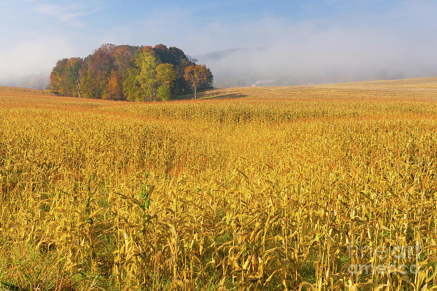 Country Cornfield On An Early Foggy Morning Photograph By Don Landwehrle Fine Art America 4142