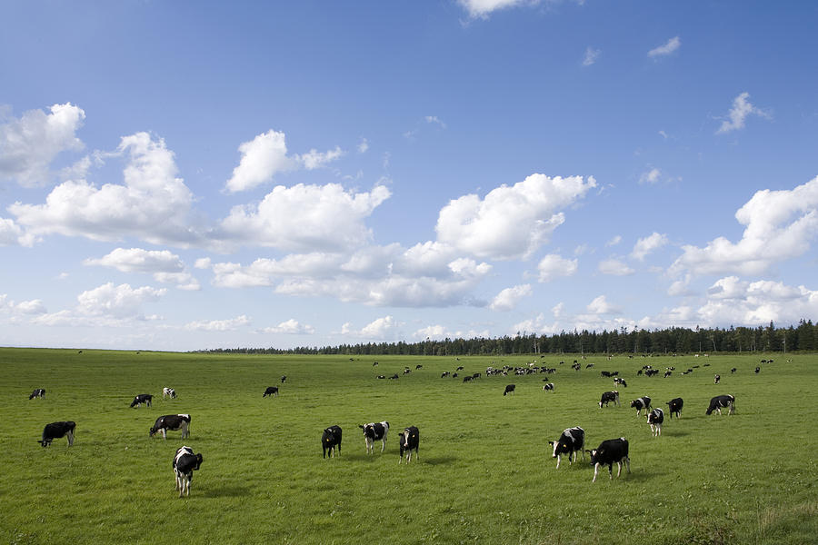 Cows grazing on paddock. Biei, Hokkaido Prefecture, Japan #3 Photograph by ASO FUJITA/amanaimagesRF