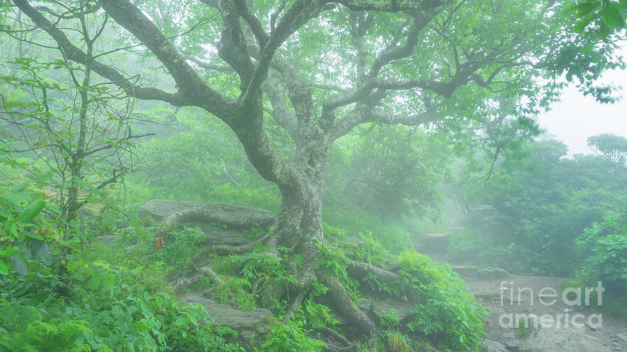 Craggy Gardens #3 Photograph by Jonathan Welch