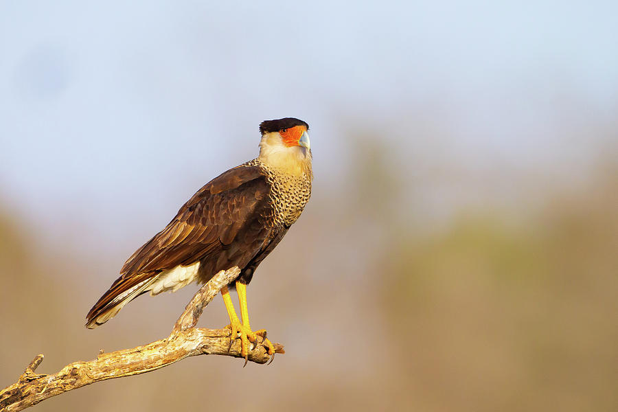 Crested Caracara, Laguna Seca Ranch, Texas Photograph by Greg Yahr ...