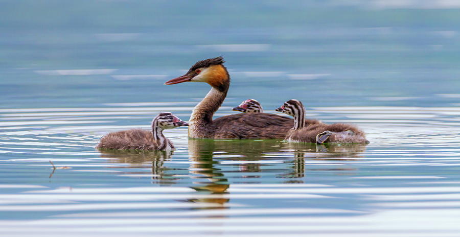 Crested grebe, podiceps cristatus, duck and babies #3 Photograph by Elenarts - Elena Duvernay photo