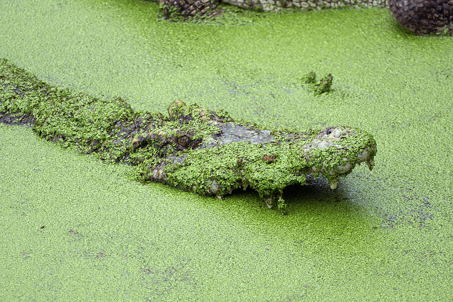 Crocodile With Open Mouth In Green Slime Photograph By Mikhail 