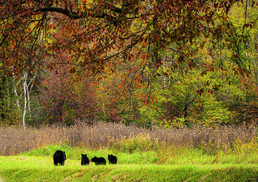 3 Cubs and Mom Photograph by Renee Walsh 3 Cubs and Mom Photograph by Renee Walsh