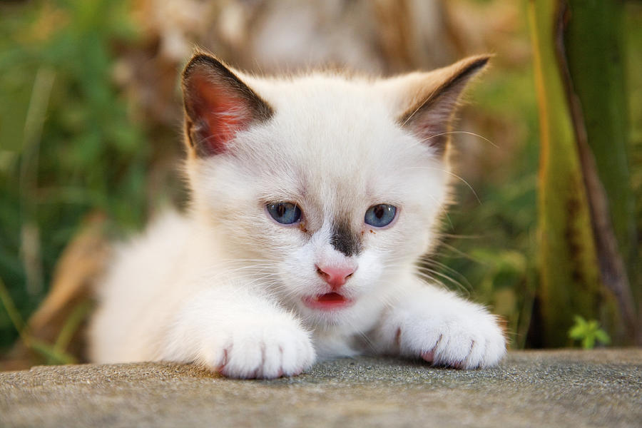 Cute 2 month old white kitten #3 Photograph by Ian Middleton