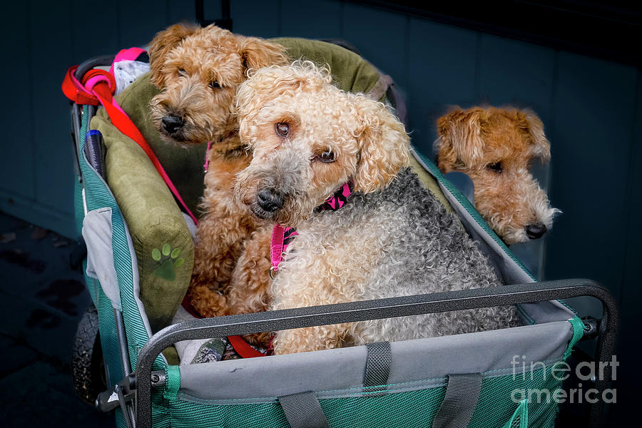 3, Cute, Cuddly, Dogs Photograph by Michael Wheatley