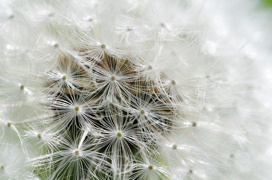 Dandelion, Cowichan Valley, Vancouver Island, British Columbia #3 Photograph by Kevin Oke