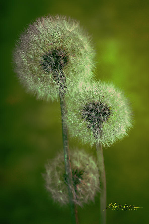 3 Dandelions Photograph by Silvia Marcoschamer
