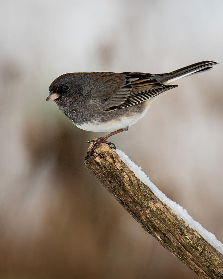 Dark-eyed Junco Photograph by Mike Brickl - Fine Art America