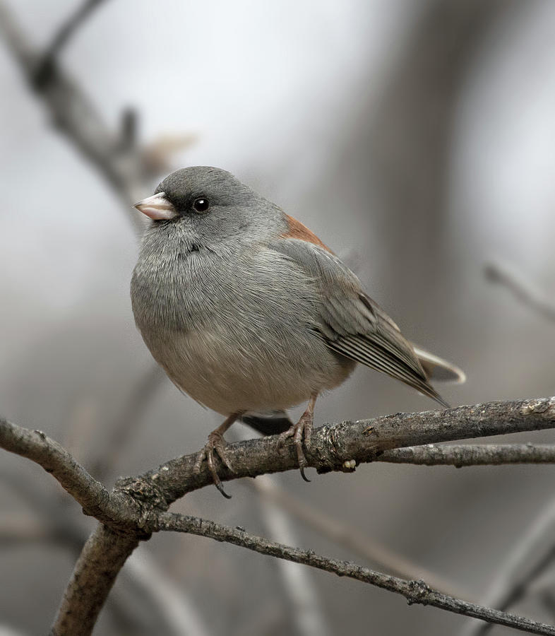 Dark-eyed junco Photograph by Selena Ross - Fine Art America