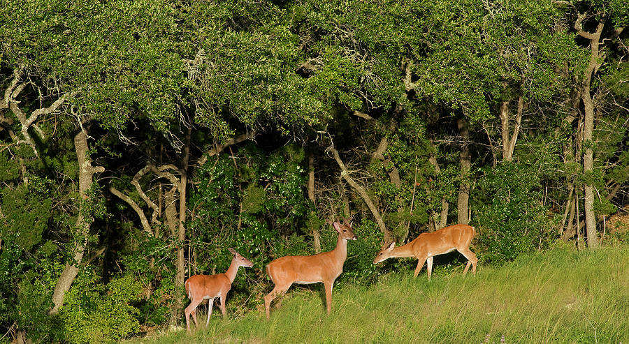 3 Deer Photograph by Doug LaRue