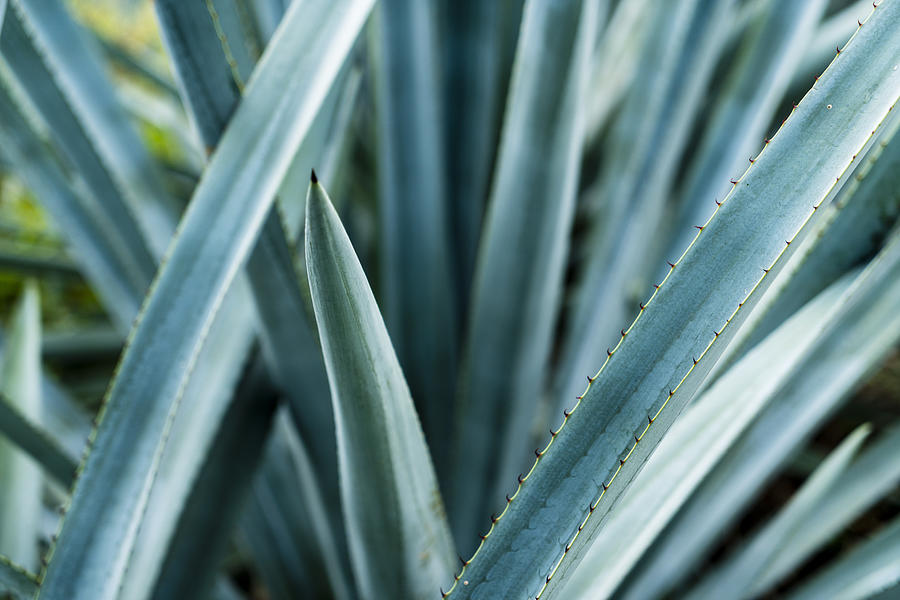 Detail of Blue Agave in Jalisco Mexico #3 Photograph by Matt Mawson