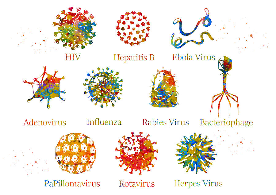 Diagram showing different kinds of viruses Digital Art by Erzebet S ...