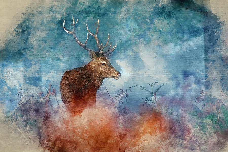 Digital watercolour painting of Stunning red deer stag Cervus El ...