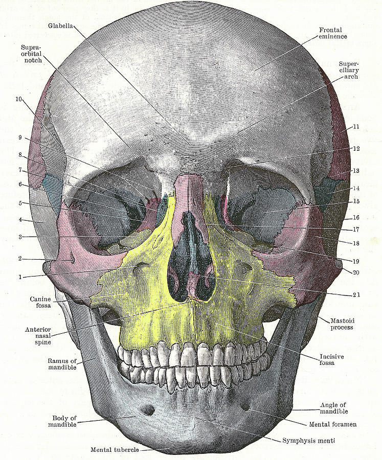 Dissection of the human head #4 Photograph by Steve Estvanik