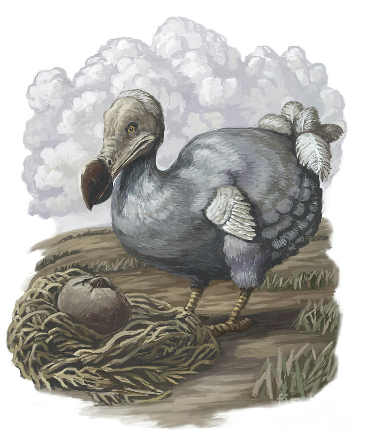 Dodo Bird, Illustration #3 Photograph by Spencer Sutton