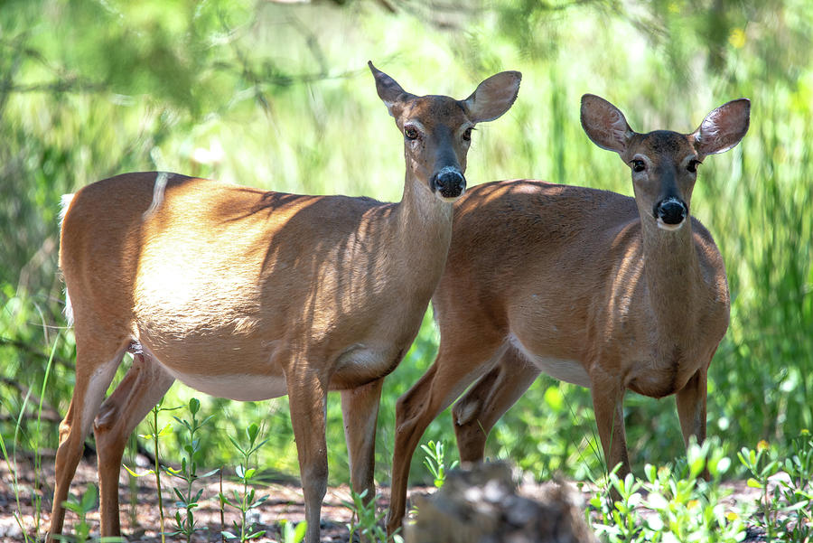 Doe White Tail Deer On Hunting Island State Park South Carolina ...