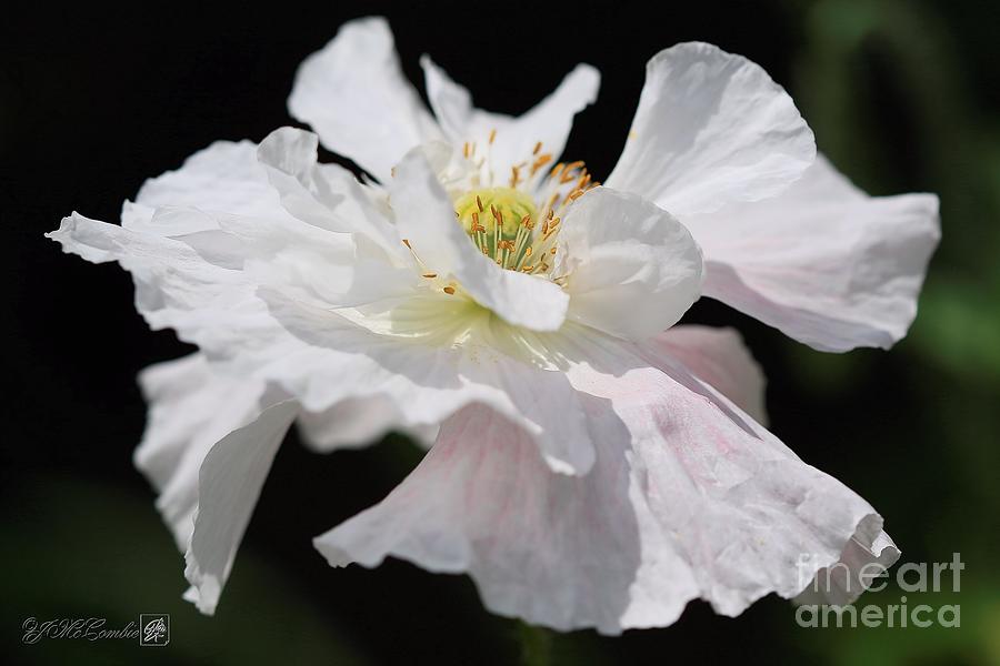 Double White Poppy with a Hint of Pink from the Angels Choir Mix #2 Photograph by J McCombie