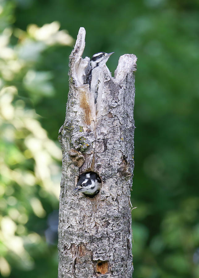 Downey Woodpecker #3 Photograph by Brook Burling