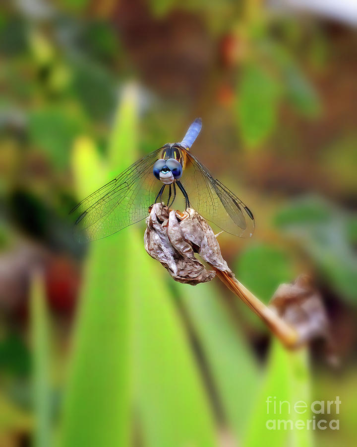 Dragonfly - Blue Dasher #3 Photograph by Scott Cameron