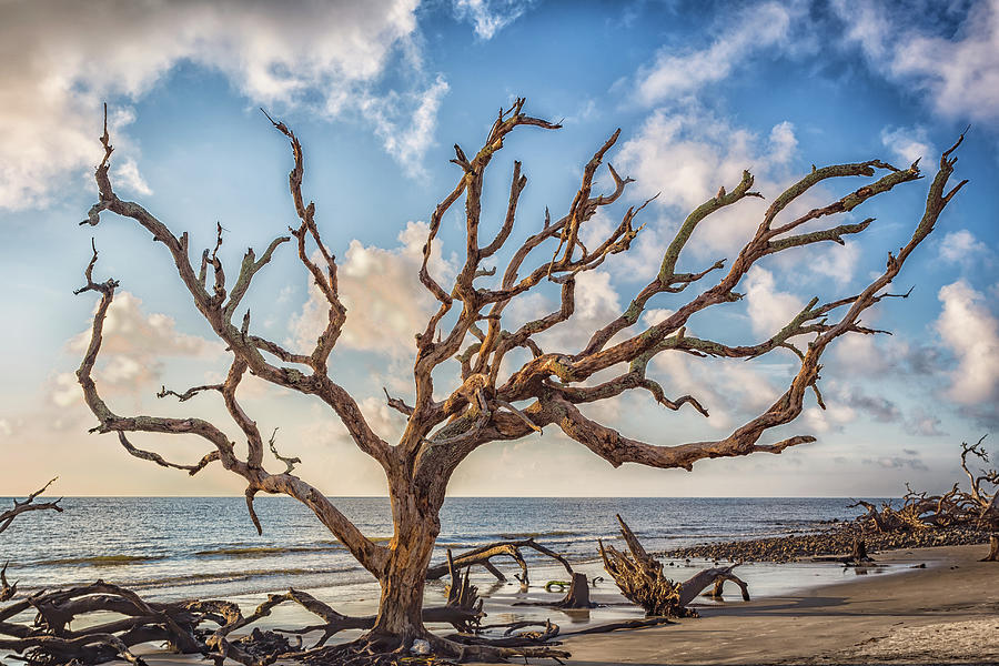 Driftwood Beach Jekyll Island Photograph by Gestalt Imagery | Fine Art ...