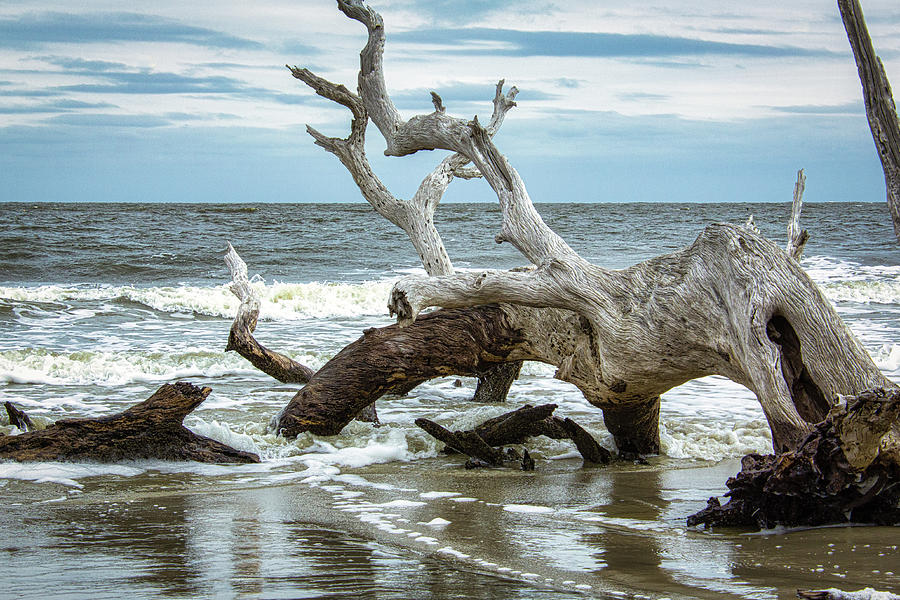 Driftwood Beach #4 Photograph by Randy Bayne