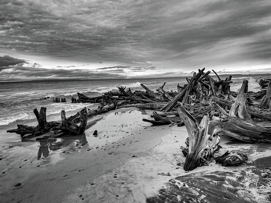 Driftwood Photograph by Stephanie Loomis - Fine Art America