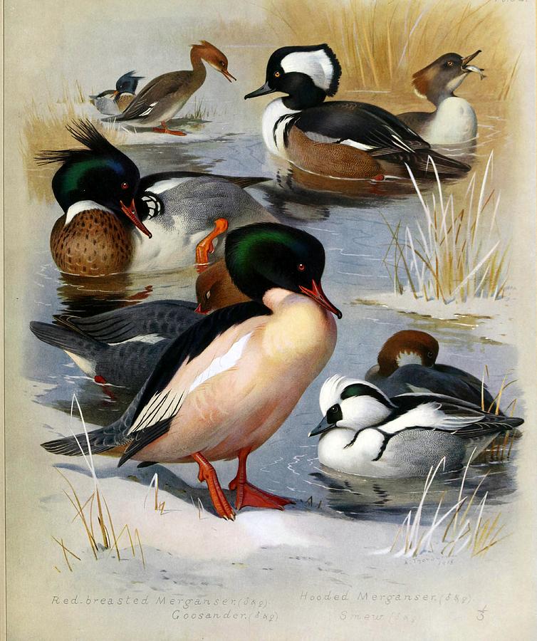 Ducks By Archibald Thorburn #3 Mixed Media by World Art Collective