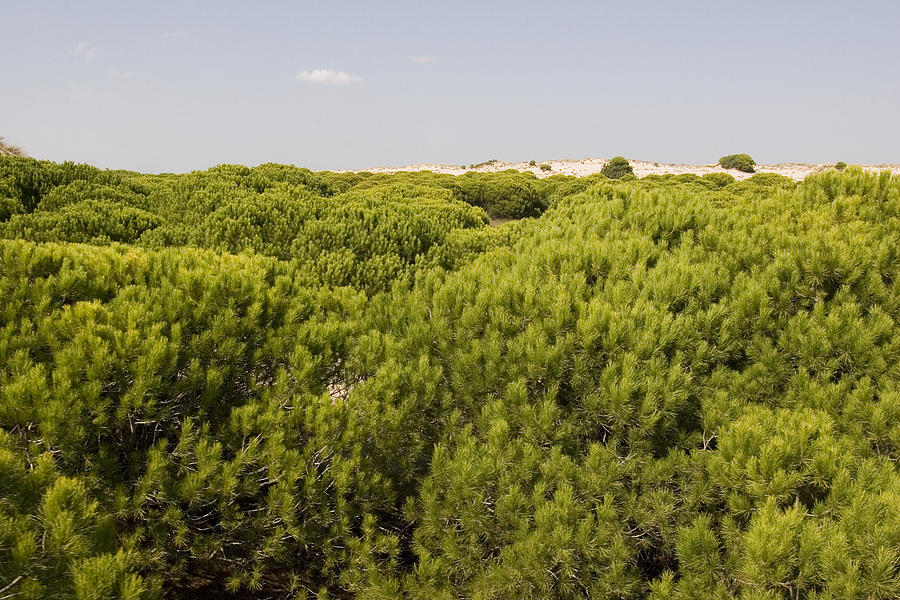 Dunes and pine on Doñana National Park, Huelva. #3 Photograph by Silvia García