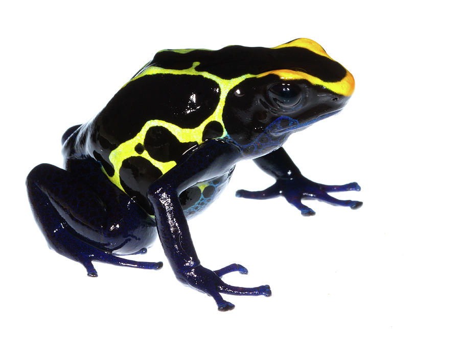 Dyeing Poison Frog Photograph By Jp Lawrence Pixels