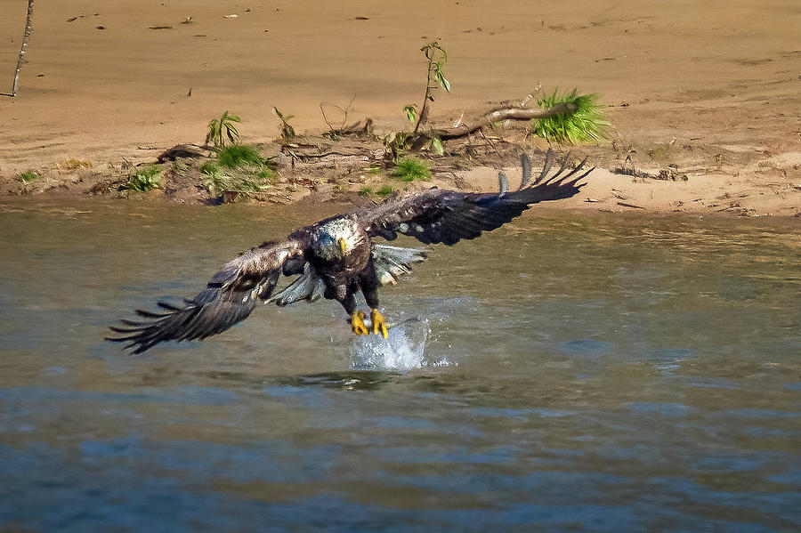 Eagle Fishing #2 Photograph by David Wagenblatt