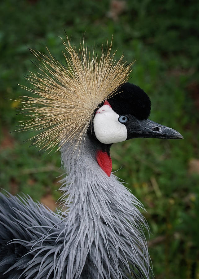 East African Crowned Crane #3 Photograph by Ernest Echols