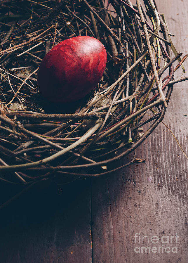 Easter Egg Photograph by Jelena Jovanovic