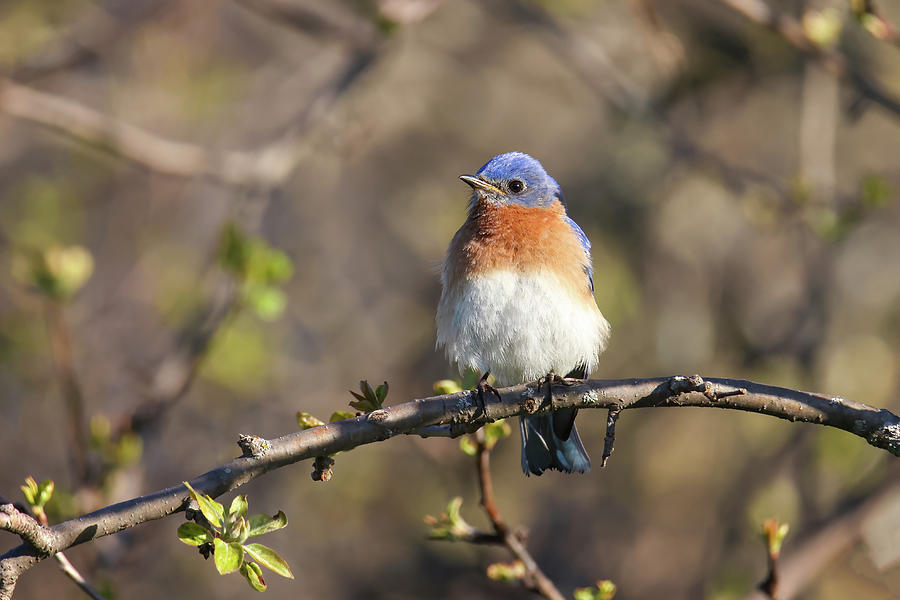 Eastern Bluebird #3 Photograph by Brook Burling