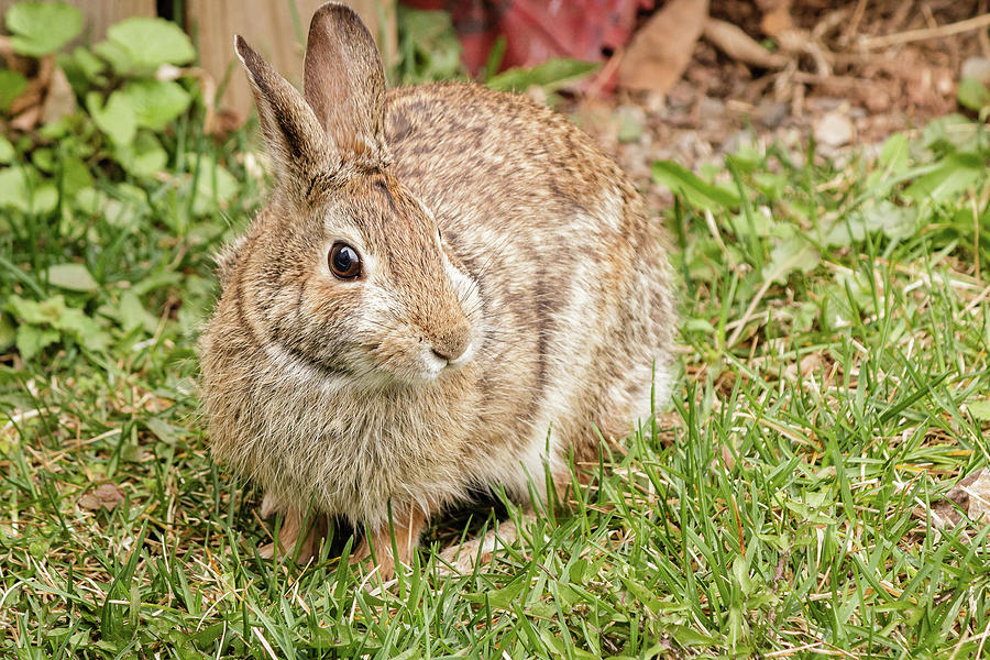 Eastern Cottontail Rabbit Photograph