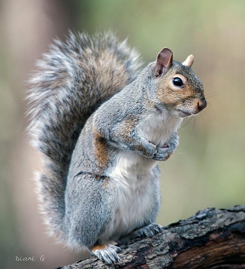 Eastern Grey Squirrel #3 Photograph by Diane Giurco