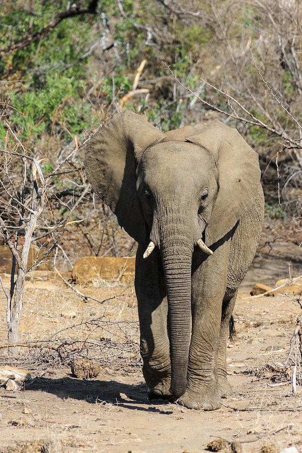 Elephant #3 Photograph by CornelisNienaber_